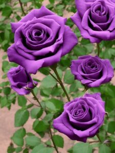 Purple Roses