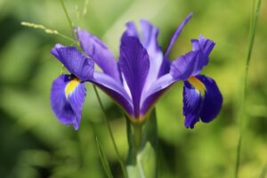 Purple lilies