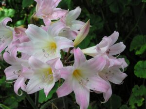 Easter Lilies