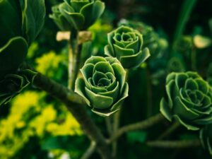 Green Roses