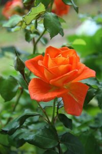 Orange Roses