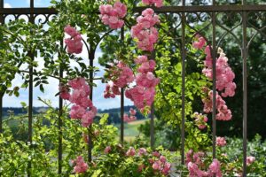 Floribunda Roses