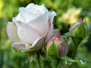 White Roses