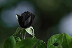 Black Roses