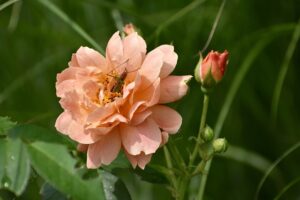 Peach Roses