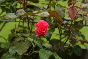 Rambler Roses