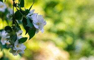 Climber Roses