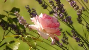 Lavender Roses