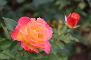 Hybrid Tea Roses