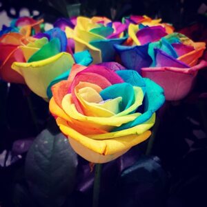 Rainbow Roses