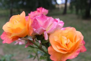 Landscape or Shrub Rose