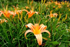 Tiger Lilies