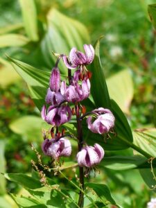 Martagon Lilies