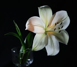 White Lilies