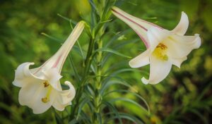 Trumpet Lilies