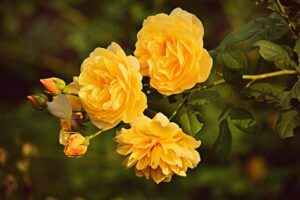 Yellow Roses