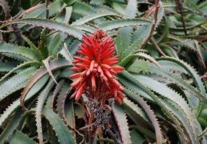 Aloe Arborescens 