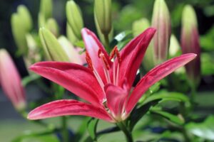 Asiatic Lilies