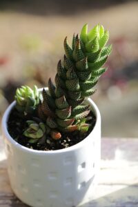 Haworthia