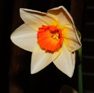 Multicolor Daffodil