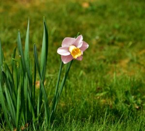 Pink Daffodil