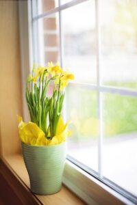 Yellow Daffodil