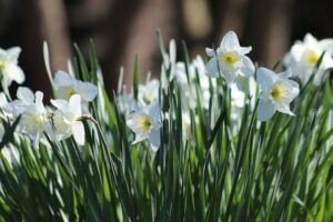 White Daffoldil