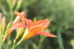 Oriental Lilies