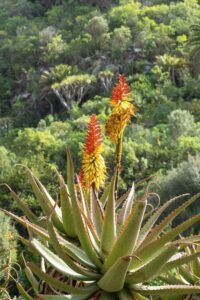 Aloe Ferox