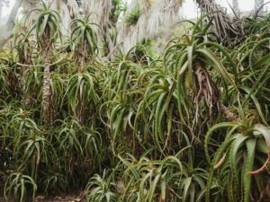 Aloe Ciliaris