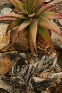 Aloe Perryi