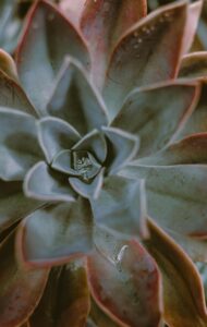 Aloe Striata