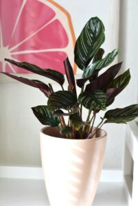 Calathea orbifolia