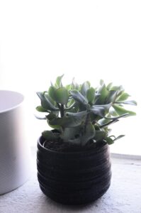 Jade plant