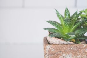 Aloe Humilis