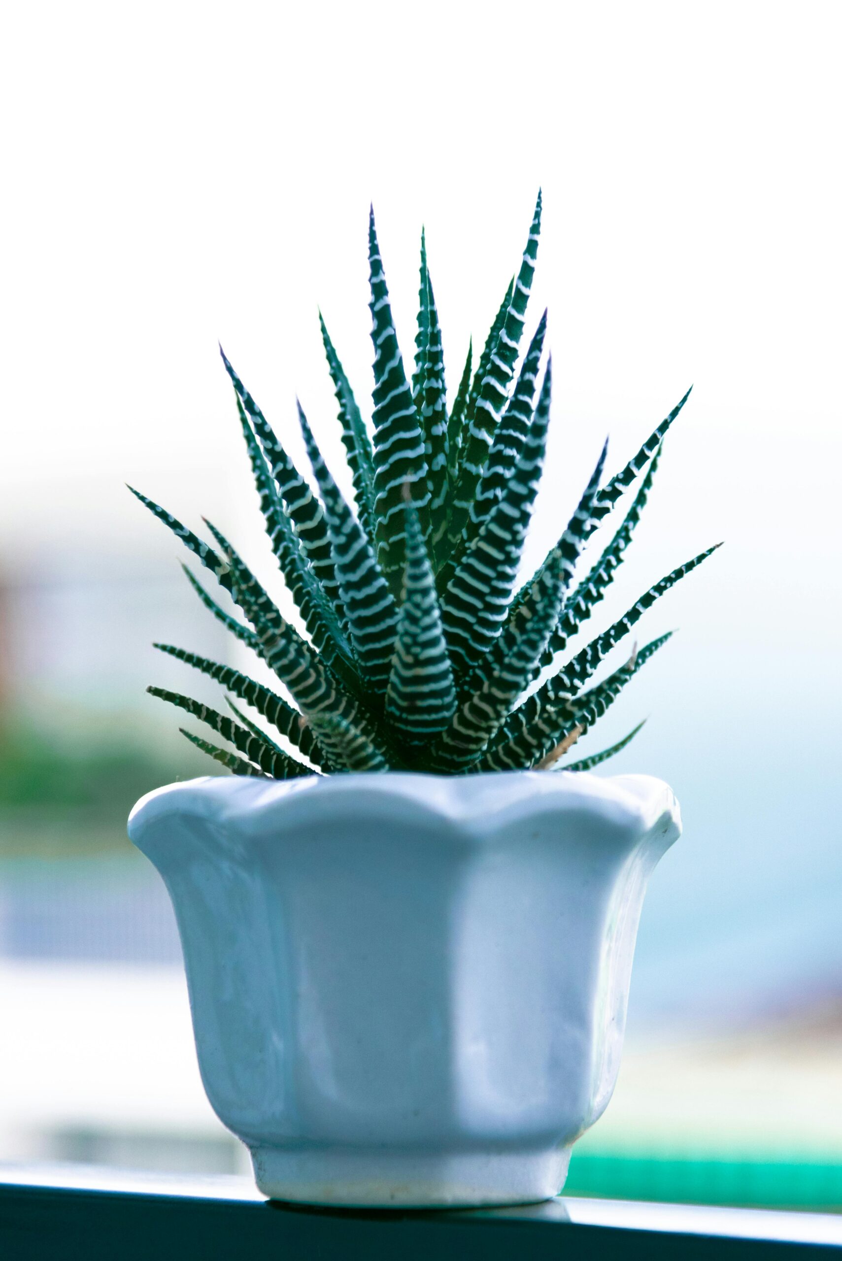 Haworthia