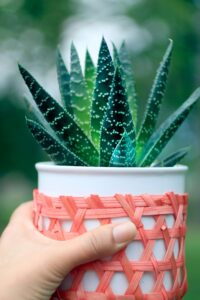 Aloe Variegata