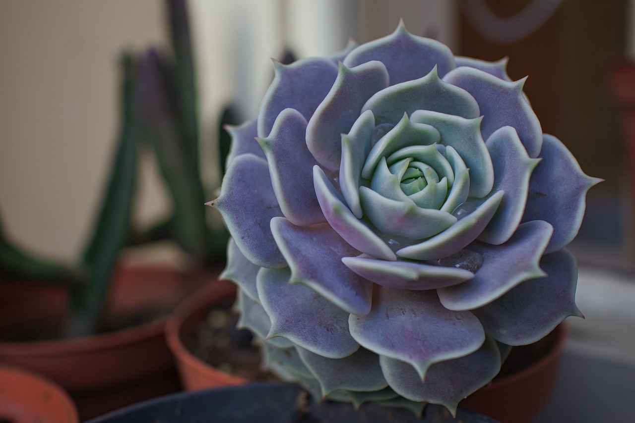 Echeveria