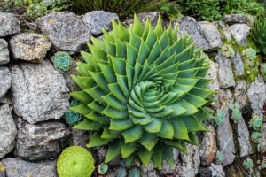 Aloe Polyphylla