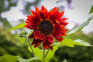 Red Sunflowers