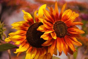 Bicolor Sunflowers