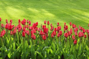 Red Tulips