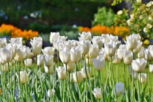 White Tulips