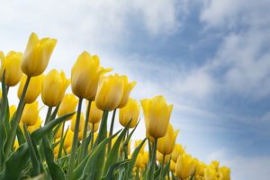 Yellow Tulips