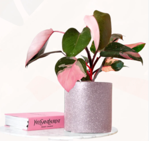 Pink princess philodendron