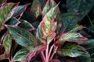 Aglaonema Siam Aurora