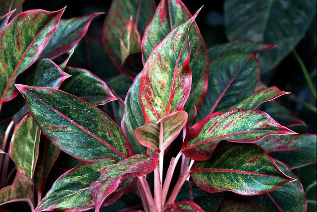 Aglaonema Siam Aurora