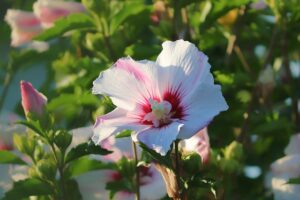 Hibiscus flower