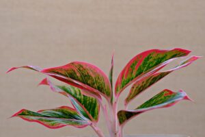 Aglaonema Siam Aurora 