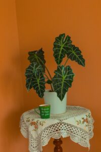 Alocasia Polly